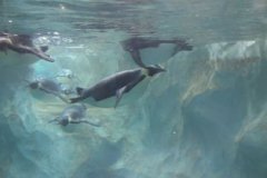 為什么虎鯨不長藤壺