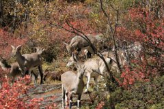 山羊爬山摔死的多嗎