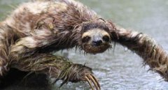 水猴子能自愈嗎