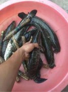 用泥鰍釣黑魚怎樣掛