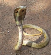 眼鏡王蛇最長多少米