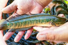 蛇頭魚是不是黑魚