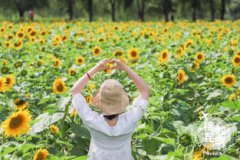 螳螂川向日葵幾月份開
