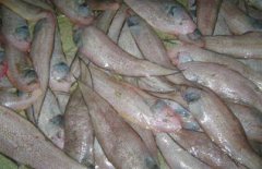 踏板魚是龍利魚嗎