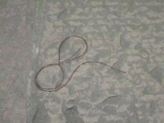 鐵線蟲高溫能殺死嗎