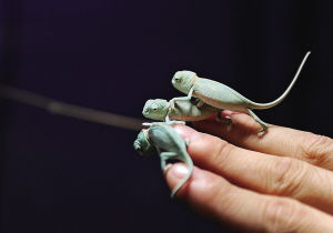 變色龍怎么變色