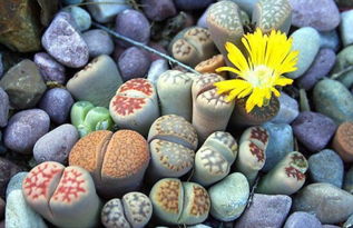 多肉鴿子蛋怎么養