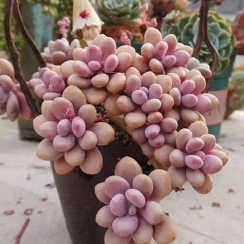 多肉鴿子蛋怎么養