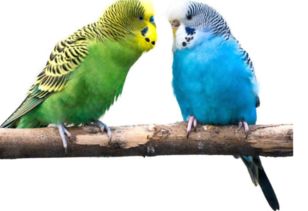 大頭虎皮鸚鵡會說話嗎