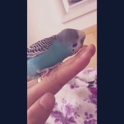 大頭虎皮鸚鵡會說話嗎