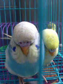 大頭虎皮鸚鵡會說話嗎