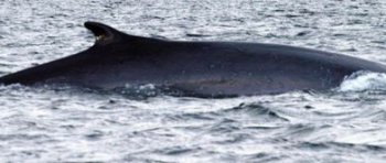 alice鯨魚找到同伴了嗎