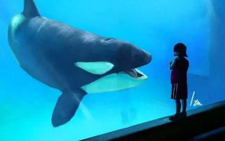 alice鯨魚找到同伴了嗎