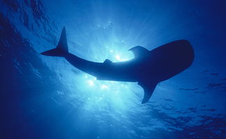 alice鯨魚找到同伴了嗎