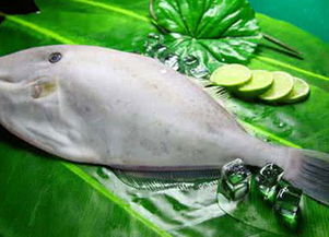 剝皮魚是深海魚嗎