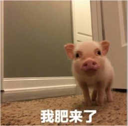 抖音上的小海龍是什么