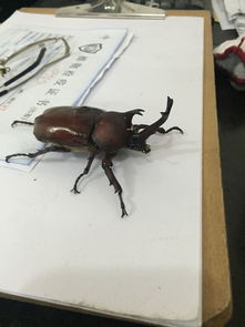 獨(dú)角仙是害蟲(chóng)嗎