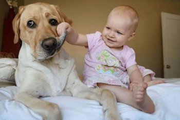 猴子掰玉米的故事告訴什么道理