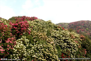 百里杜鵑在什么地方