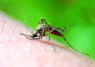 盯人的蚊子是公還是母