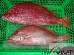 紅石斑魚有毒嗎