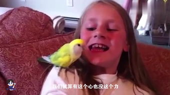 給鱷魚剔牙的鳥是什么