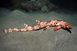 給鱷魚剔牙的鳥是什么