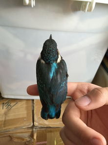 翠鳥可以養(yǎng)嗎