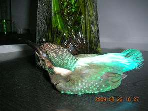 翠鳥可以養(yǎng)嗎