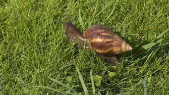 草缸有蝸牛怎么辦