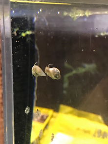 草缸有蝸牛怎么辦