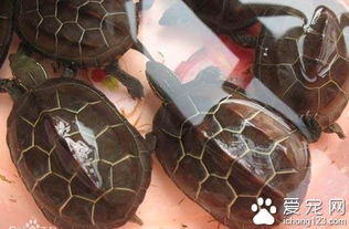 草龜怎么養才不怕人
