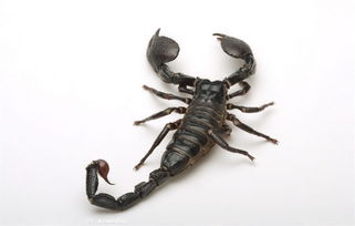 草龜怎么養才不怕人