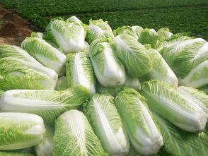 薄荷長蚜蟲怎么辦