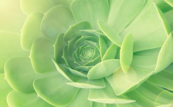 薄荷長蚜蟲怎么辦