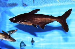 虎頭鯊能和什么魚混養