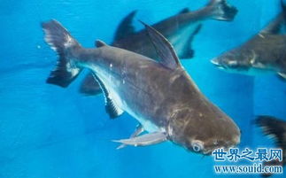 虎頭鯊能和什么魚混養