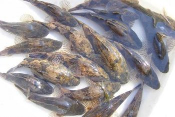 虎頭鯊能和什么魚混養