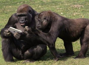 虎鯨和大猩猩誰智商高