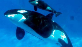 虎鯨和大猩猩誰智商高