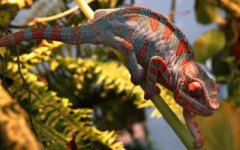 變色龍怎么變色