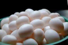 多肉鴿子蛋怎么養