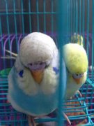 大頭虎皮鸚鵡會說話嗎