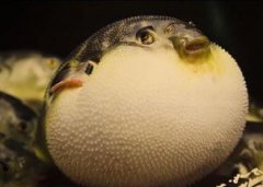 河豚的白子是啥