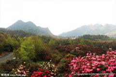 百里杜鵑在什么地方