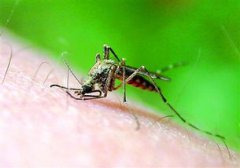 盯人的蚊子是公還是母