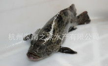 紅石斑魚有毒嗎