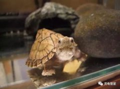 草龜怎么養才不怕人