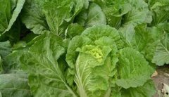 薄荷長蚜蟲怎么辦