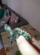 鱷魚龜腐皮怎么辦